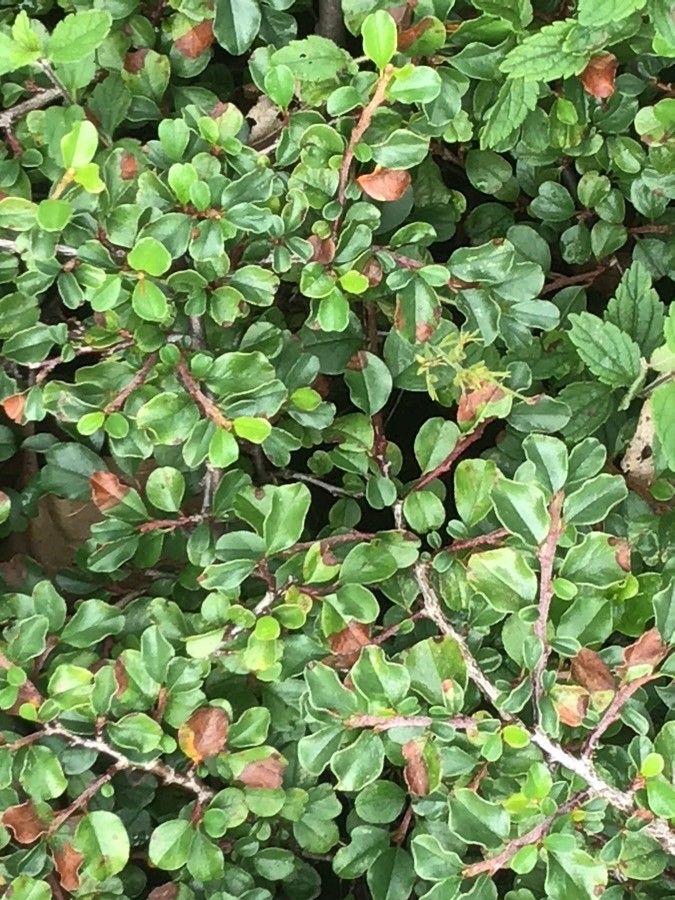 Cotoneaster adpressus