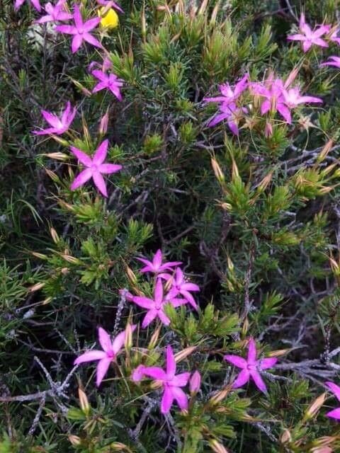Calytrix glutinosa flower