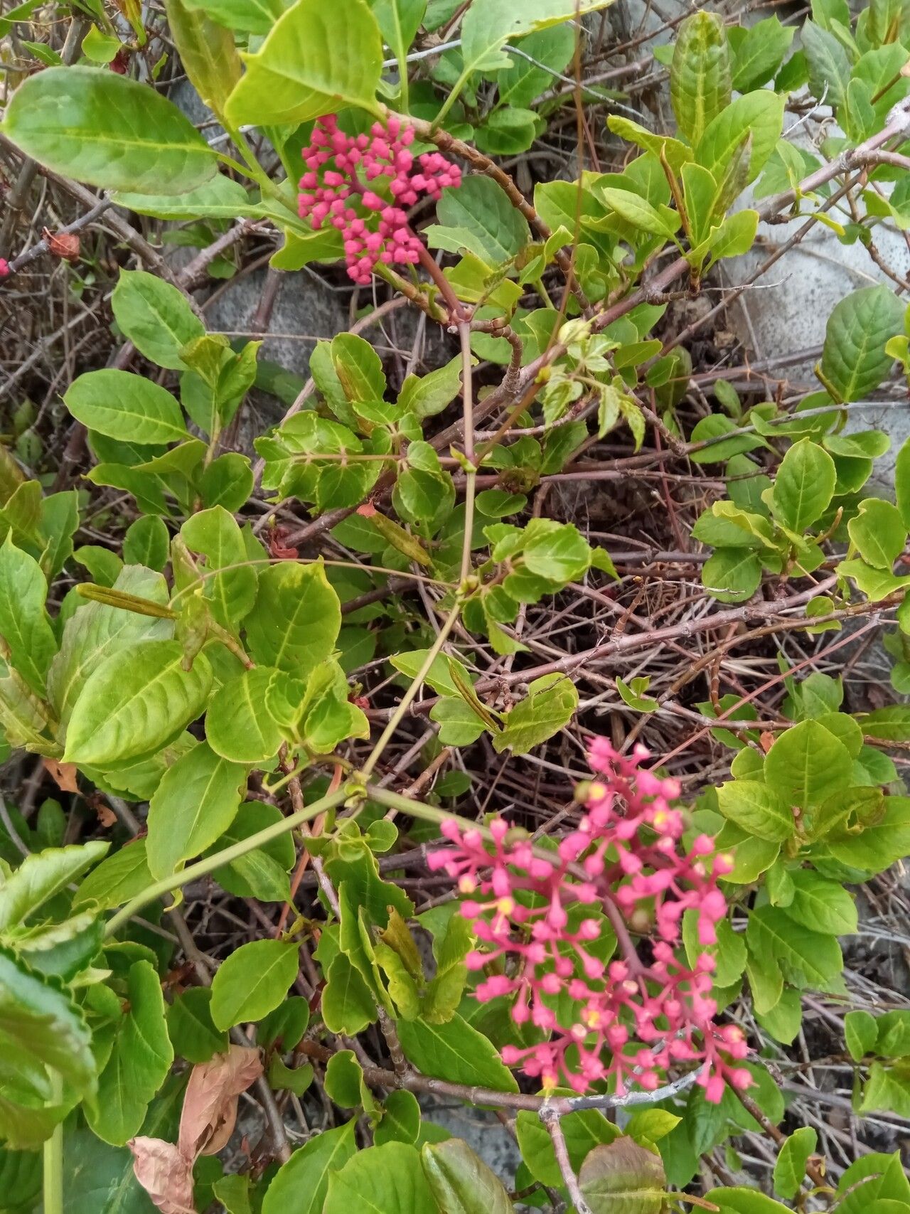 Cyphostemma amplexicaule flower