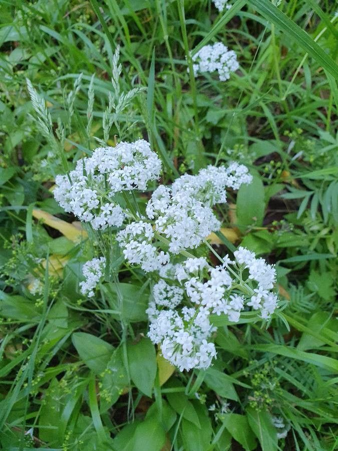 Valeriana dioica fruit