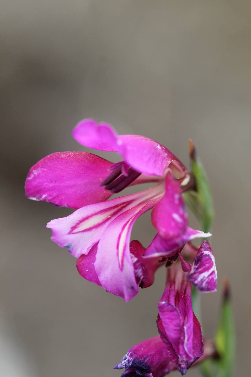 Gladiolus gallaecicus flower
