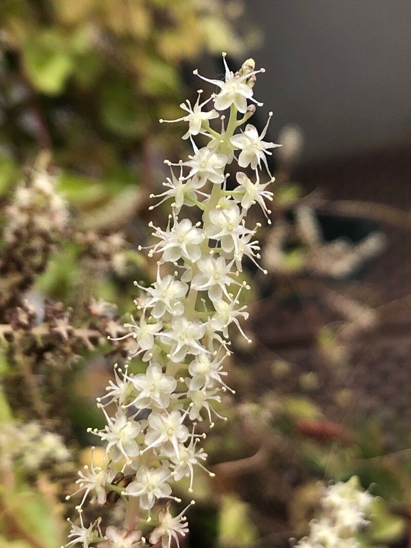 Anredera cordifolia flower