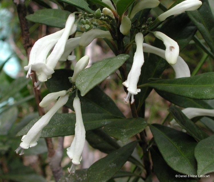 Oxera pancheri — houseplant care guide