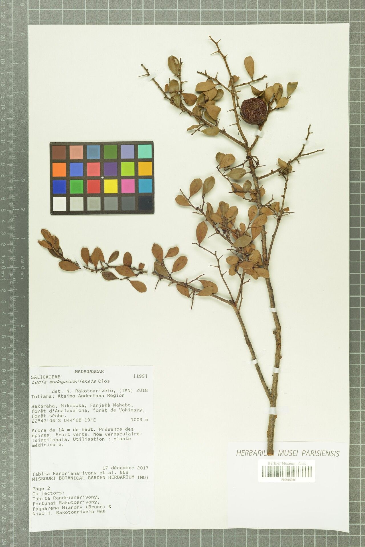 Ludia madagascariensis — houseplant care guide