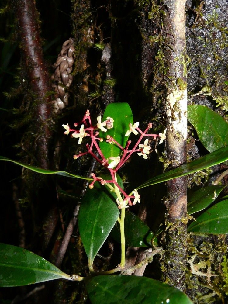Zygogynum schlechteri habit