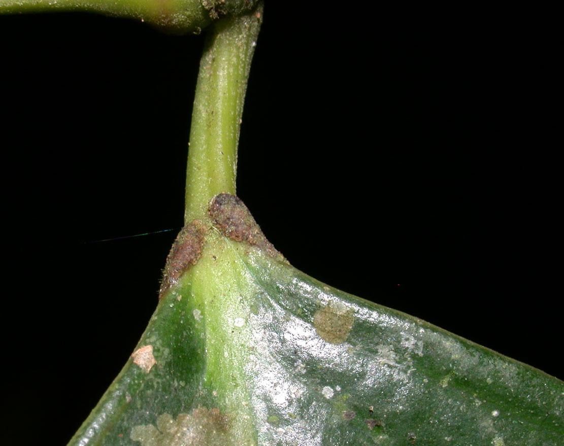 Piper urophyllum bark