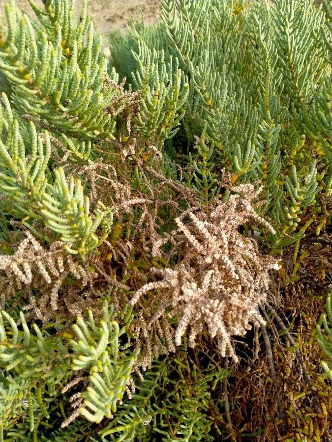 Arthrocnemum macrostachyum fruit