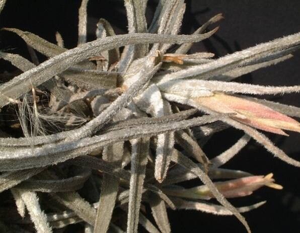Tillandsia lepidosepala — houseplant care guide