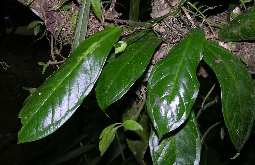 Anthurium llanense other
