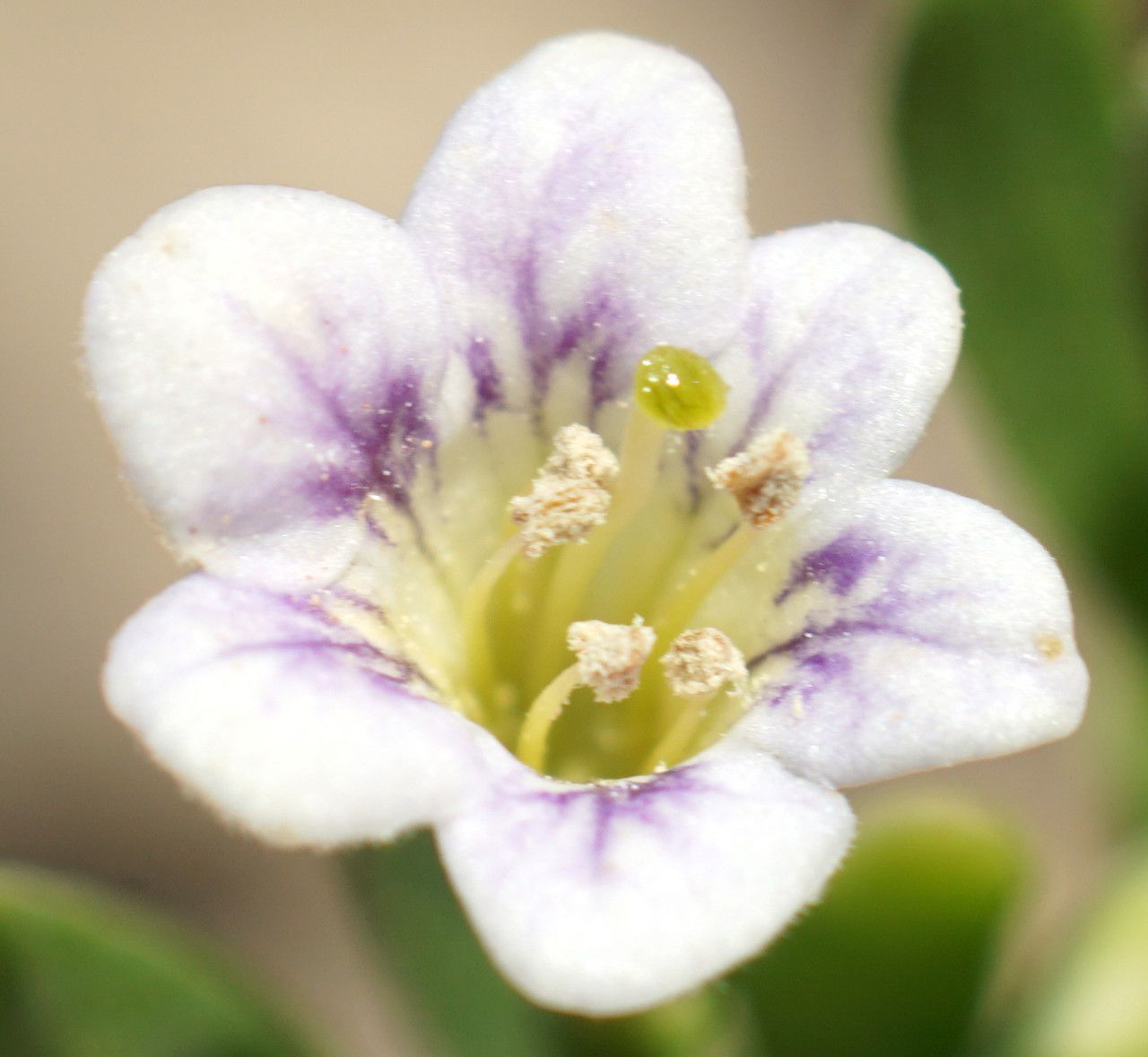 Lycium schweinfurthii flower