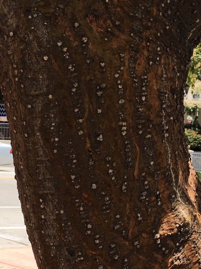 Erythrina speciosa bark