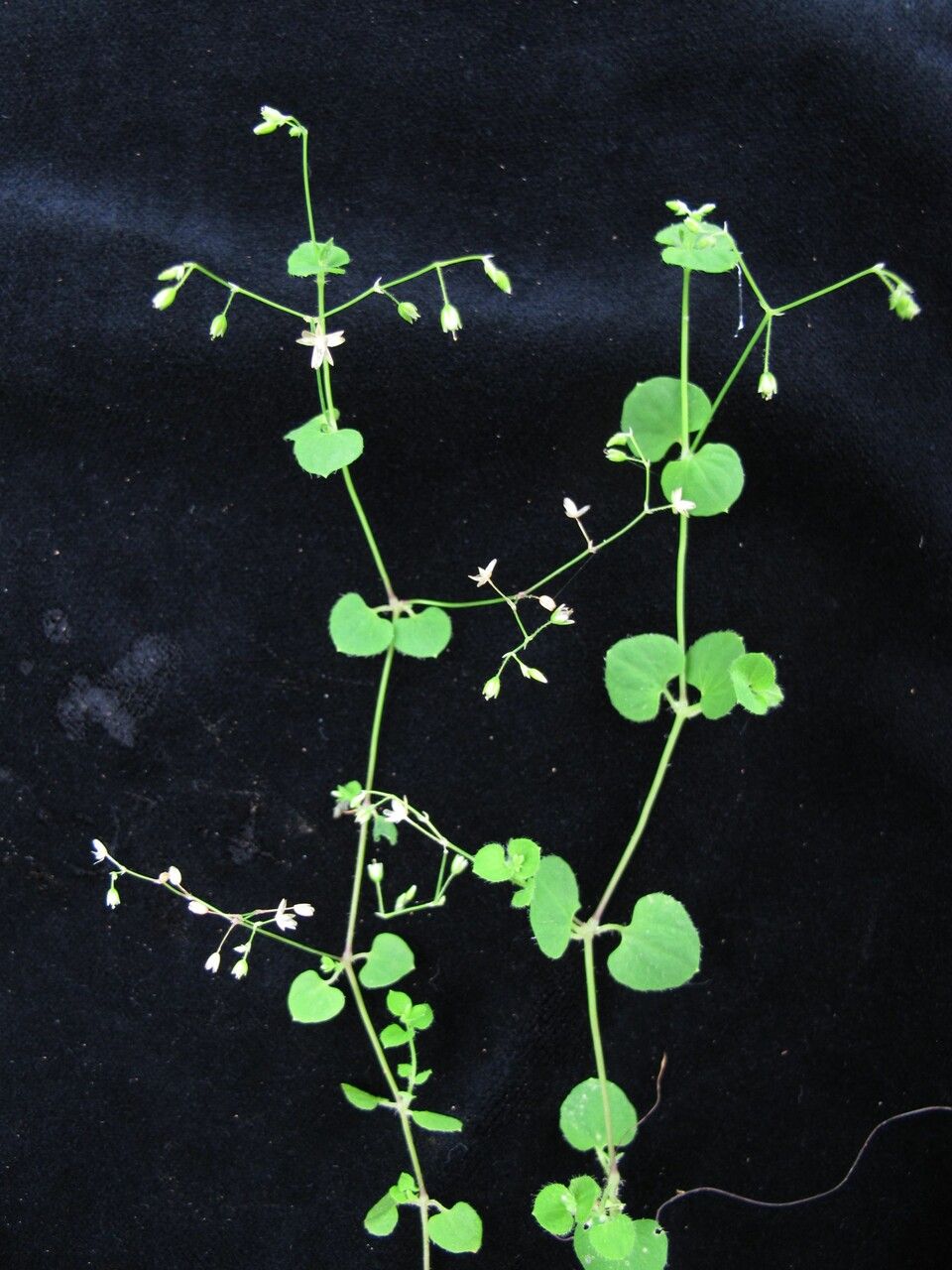 Drymaria diandra — related species from the same genus