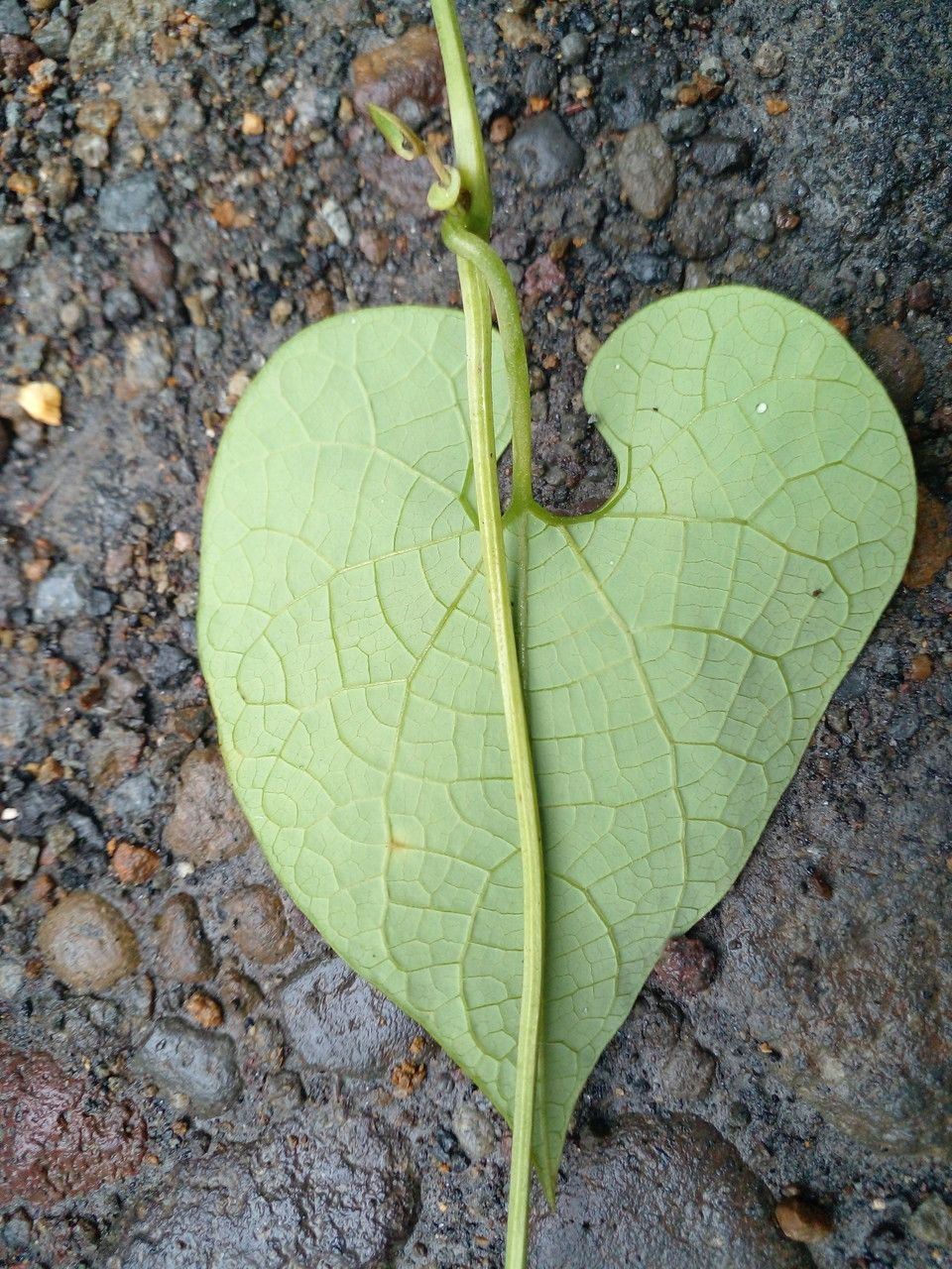 Aristolochia grandiflora — search result for 'Aristolochiaceae'
