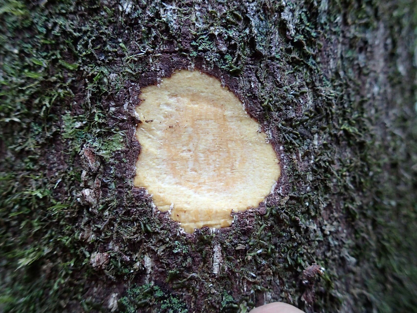 Sarcomelicope megistophylla bark