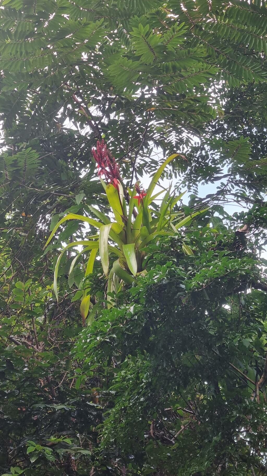 Aechmea tillandsioides flower