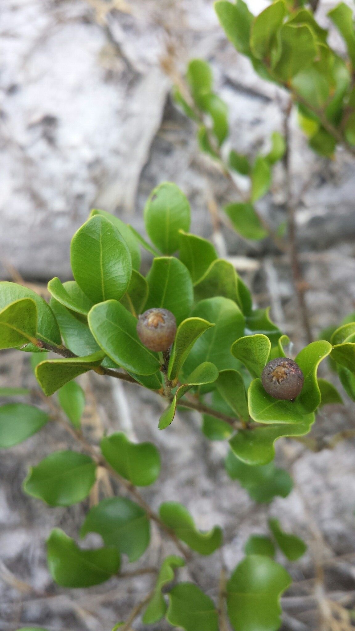 Leptolaena pauciflora fruit