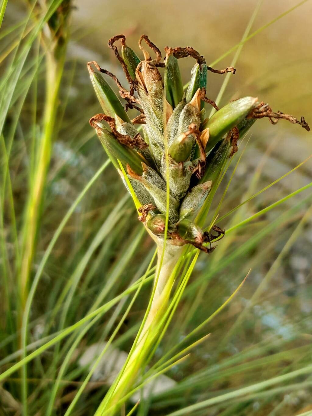 Tillandsia juncea fruit