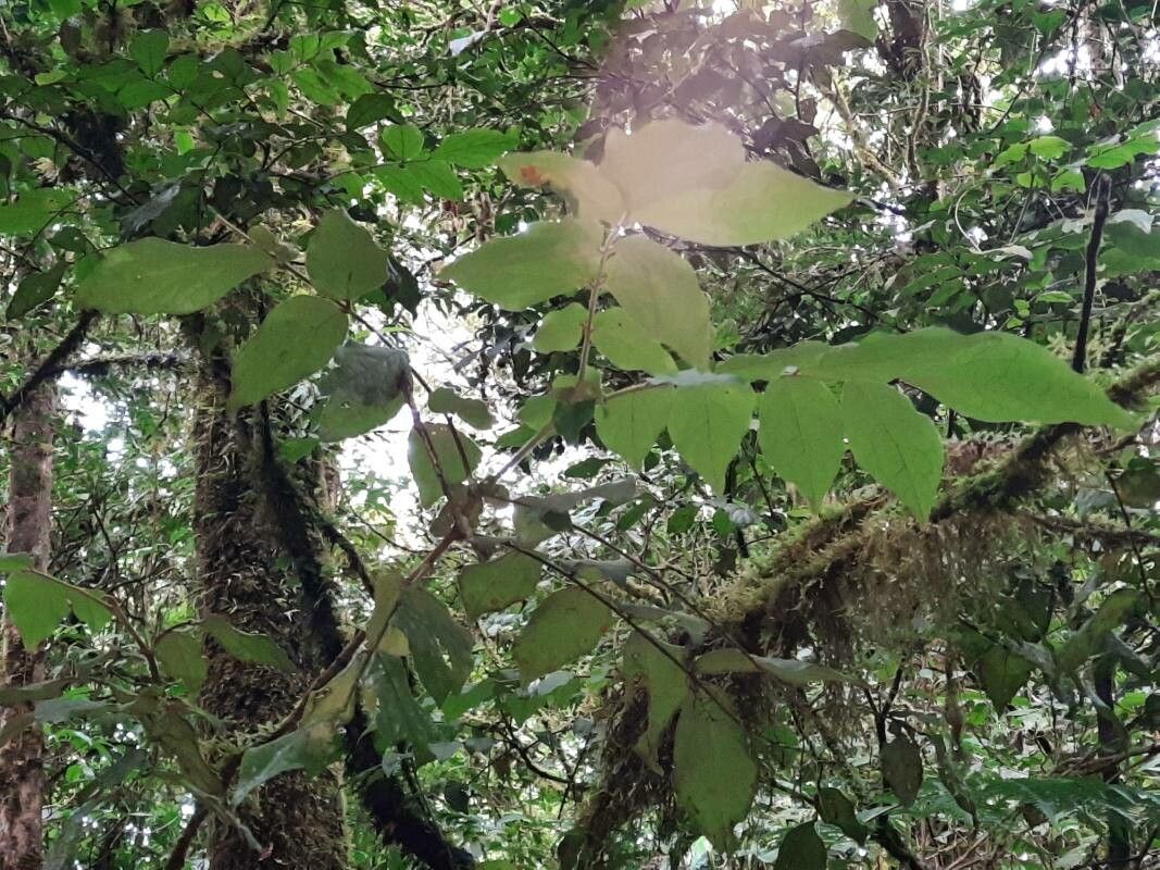 Picramnia teapensis — houseplant care guide