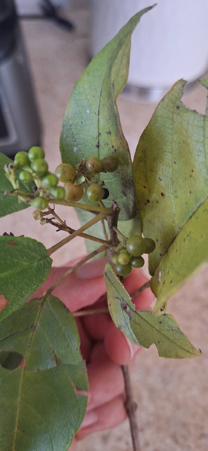 Petitia domingensis leaf