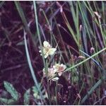 Cyperus pseudovegetus