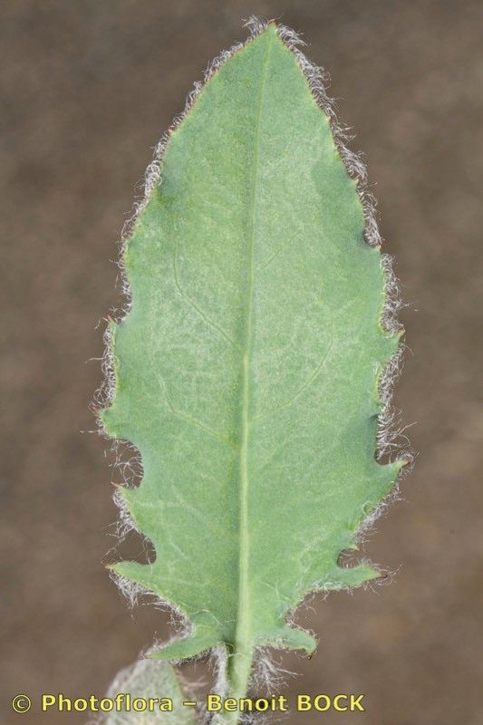 Hieracium gariodianum leaf