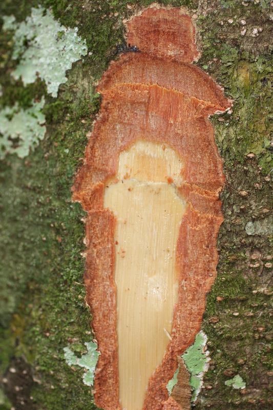 Licania membranacea other