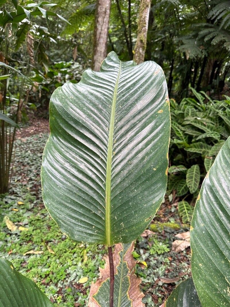 Goeppertia vinosa — search result for 'Goeppertia'