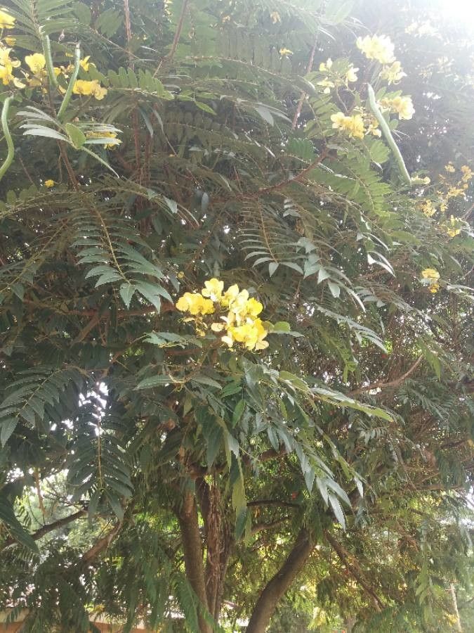 Senna petersiana flower