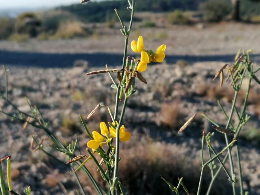 Coronilla juncea fruit