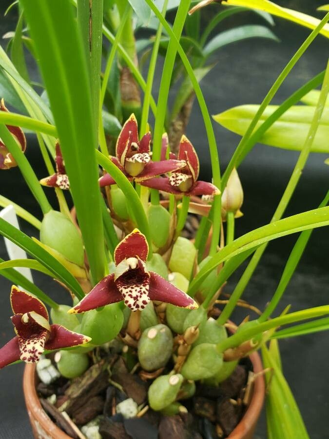 Maxillariella tenuifolia flower