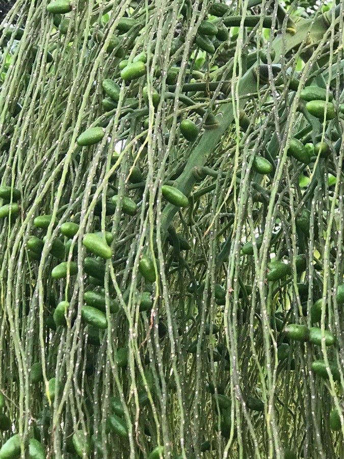 Hyophorbe verschaffeltii fruit