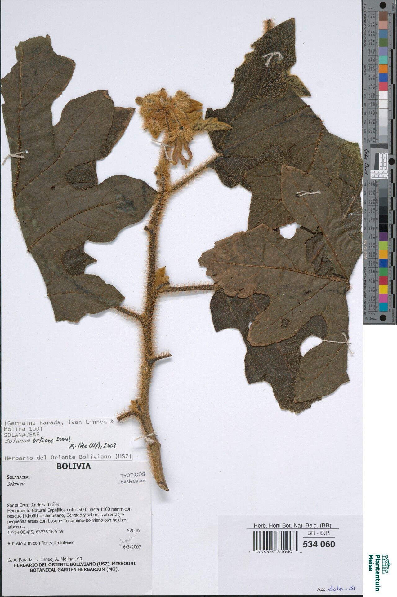 Solanum urticans — houseplant care guide