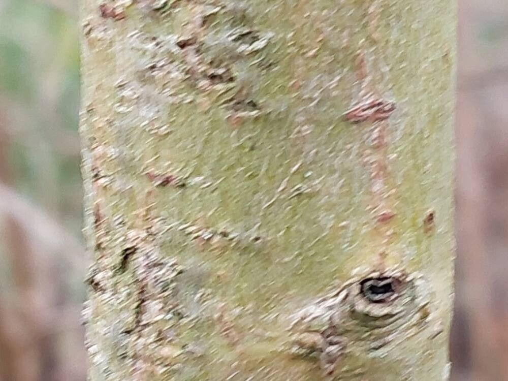 Salix acutifolia bark