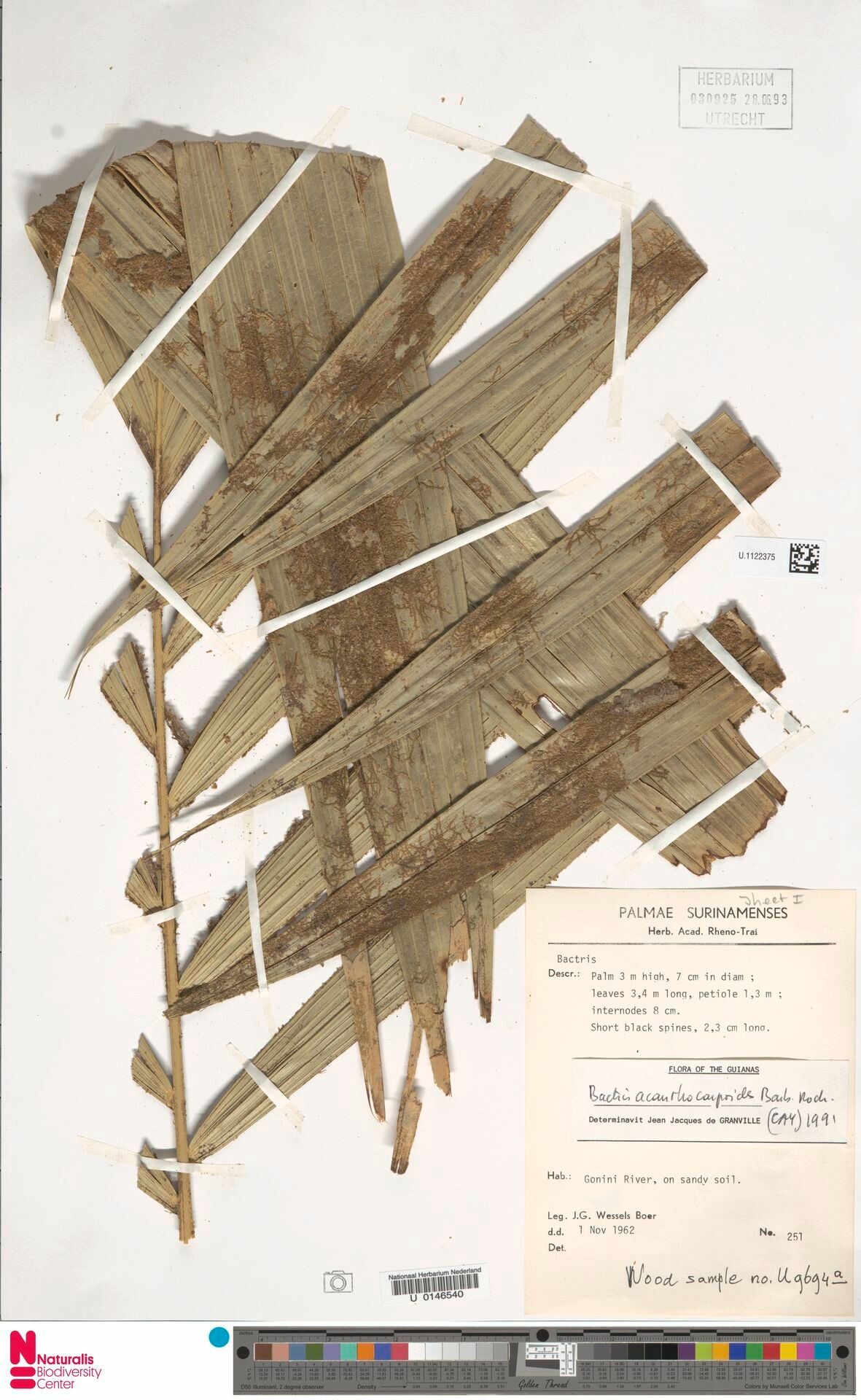 Bactris acanthocarpoides — related species from the same genus