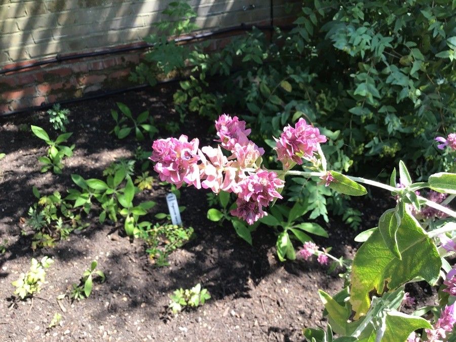 Salvia canariensis flower