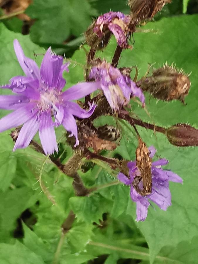 Lactuca alpina flower