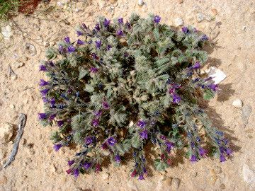 Echium trygorrhizum habit