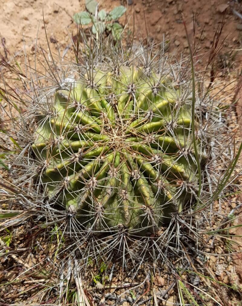 Echinopsis chrysochete habit
