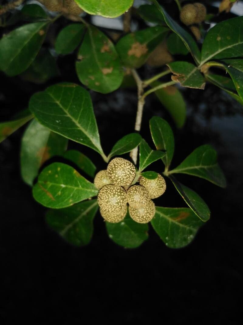 Trichilia trifolia — houseplant care guide