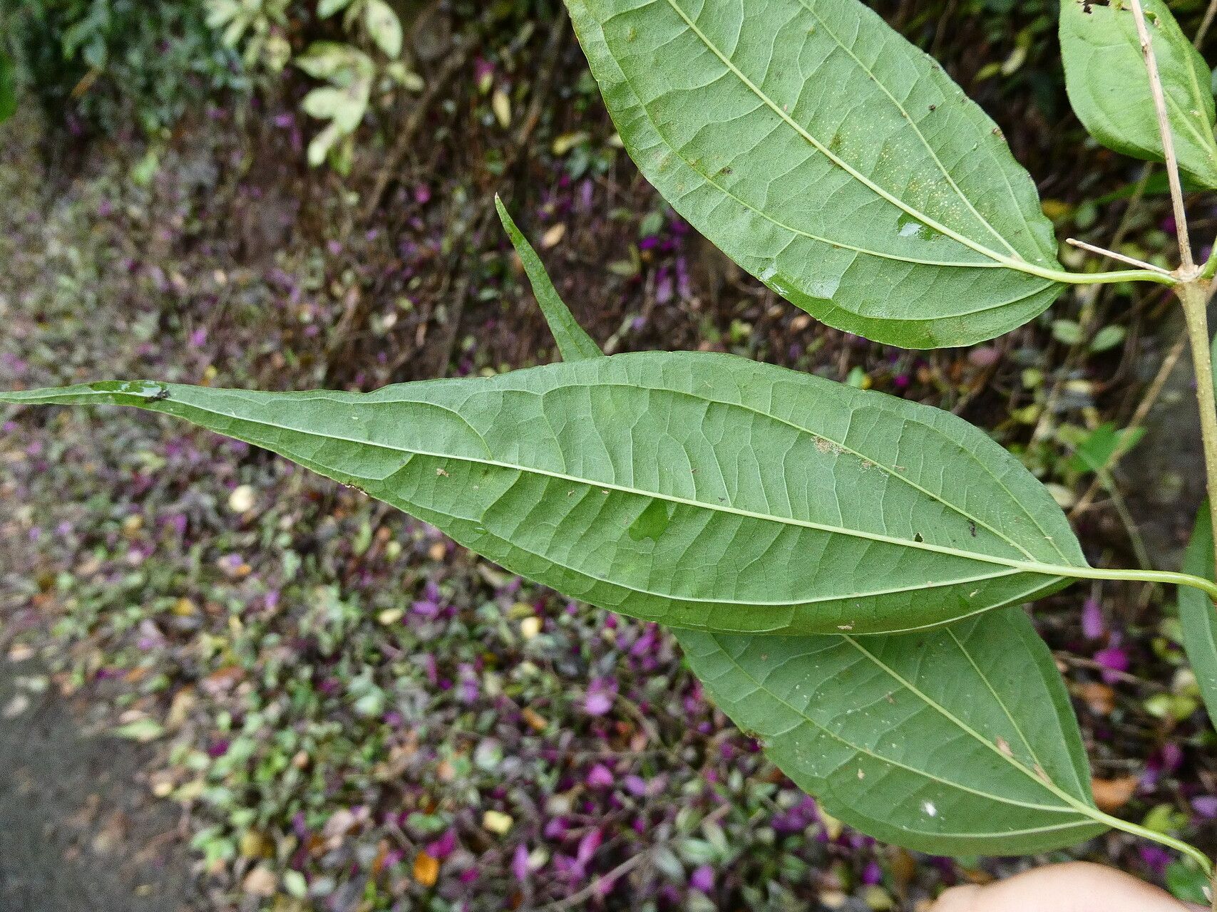 Koanophyllon celtidifolia leaf