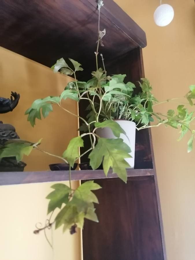 Rhoicissus rhomboidea leaf