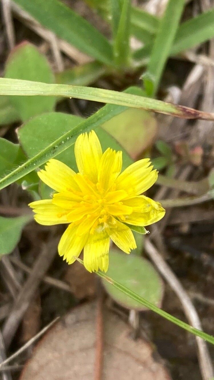 Krigia occidentalis flower
