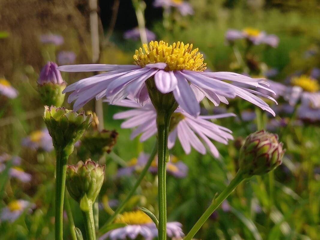 Aster koraiensis flower
