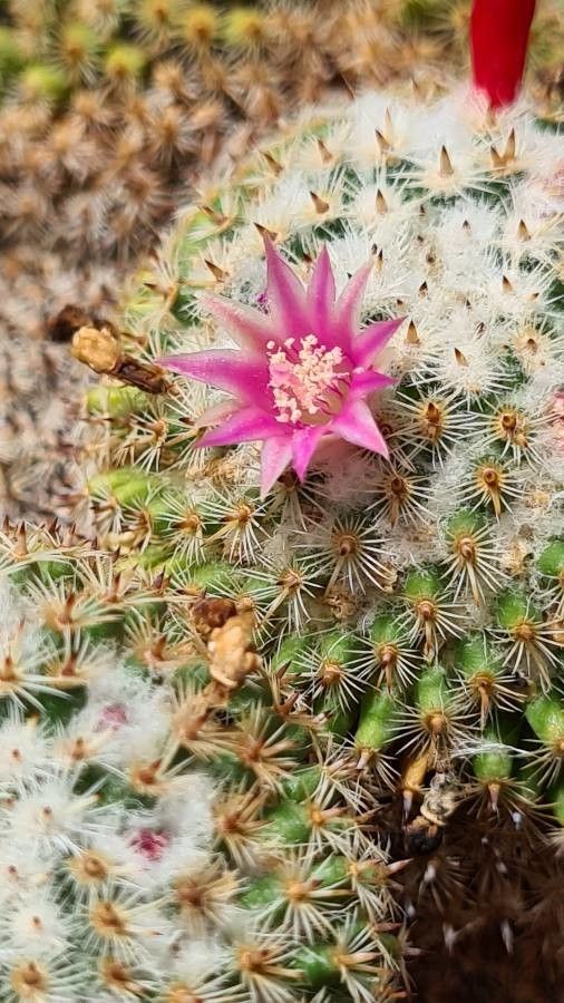 Mammillaria crucigera flower