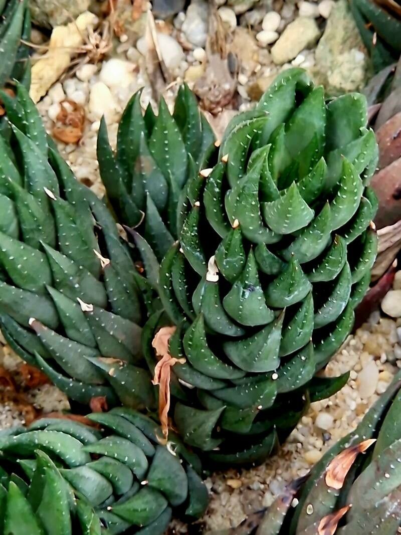 Haworthiopsis coarctata leaf