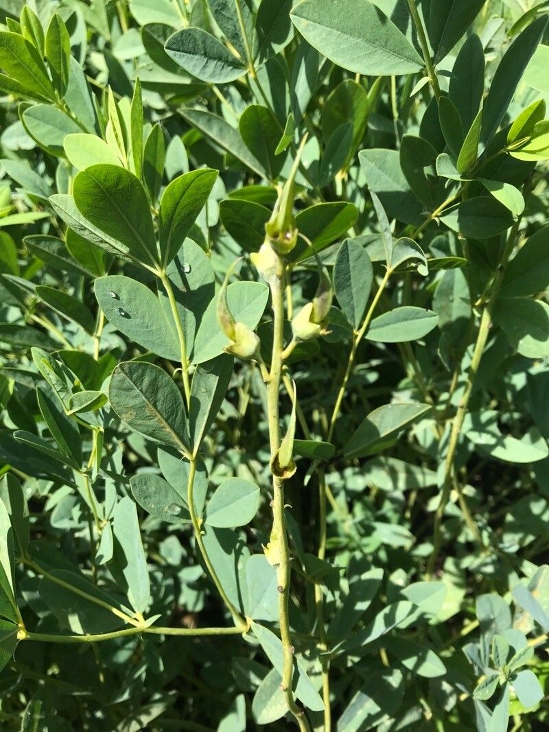 Baptisia sphaerocarpa fruit