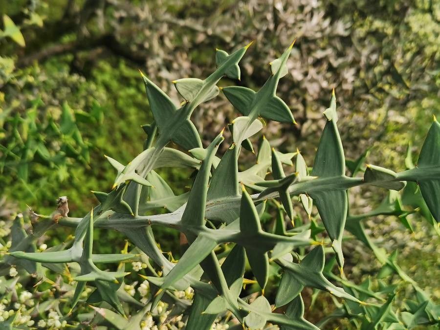 Colletia cruciata — search result for 'Cruciata'