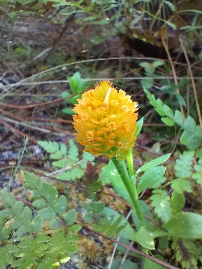 Polygala lutea flower