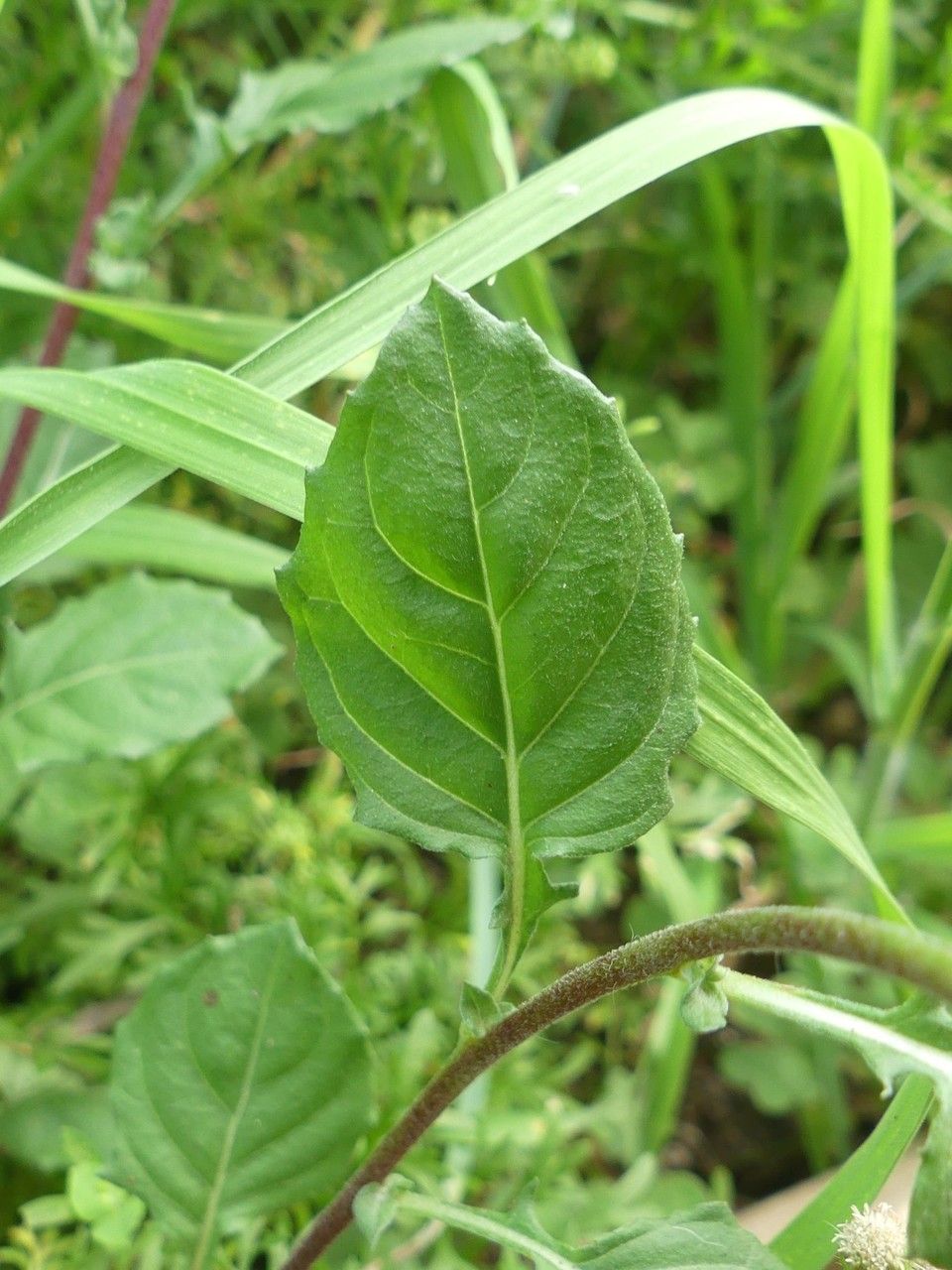 Oenothera rosea