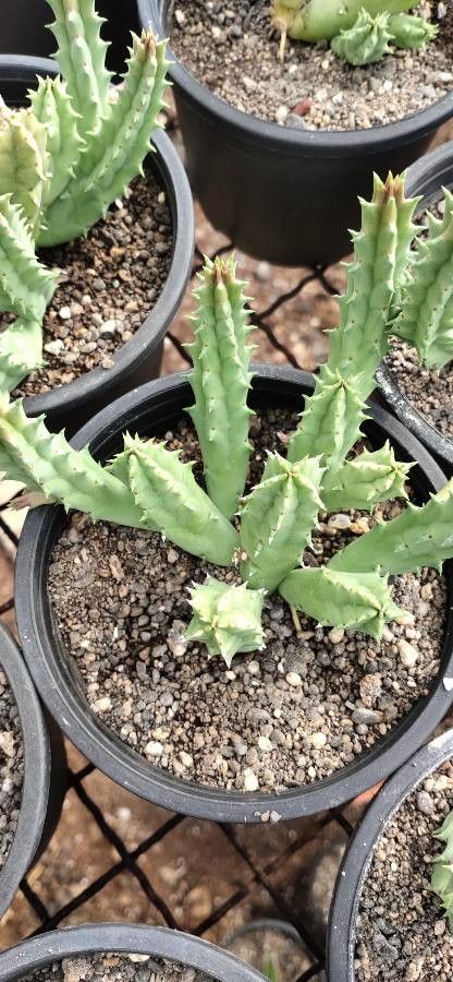 Huernia confusa bark
